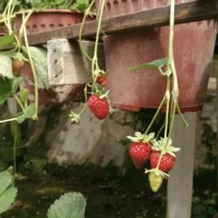 Water Cress Valley User Photo