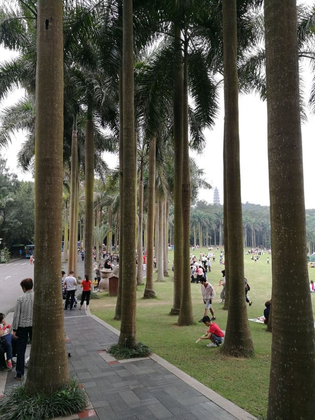 Palm Garden