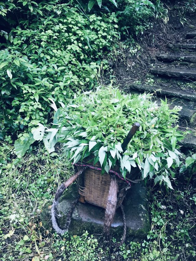 Baima Spring