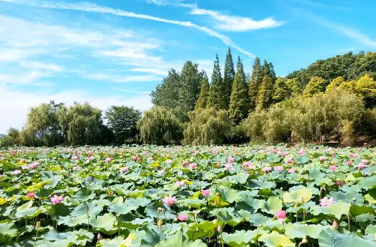 Lotus Viewing in Yueyang