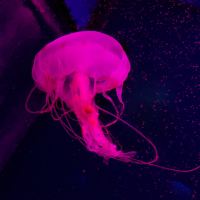 評論圖片 8