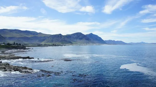 全球觀鯨指南 l 去哪裡邂逅「海洋巨人」？看這篇就對了！