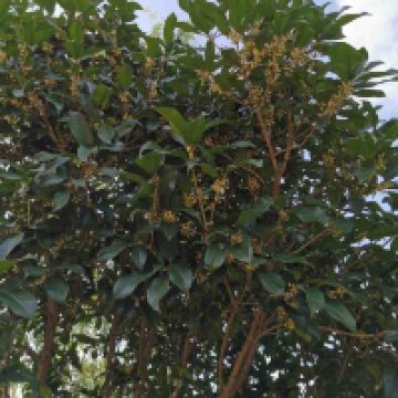 評論圖片 4