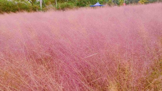 这个季节玫瑰园里没什么花可看了，粉色花海可以拍拍照片的，图片