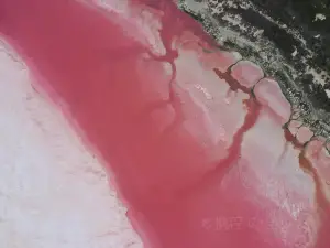 粉紅湖