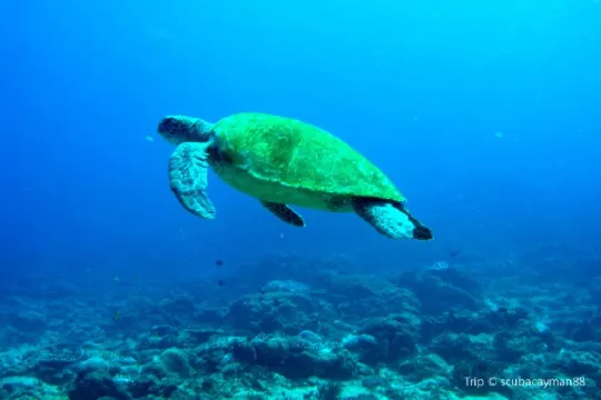 Fabulous 12 Things to Do in Brisbane