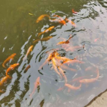 評論圖片 4