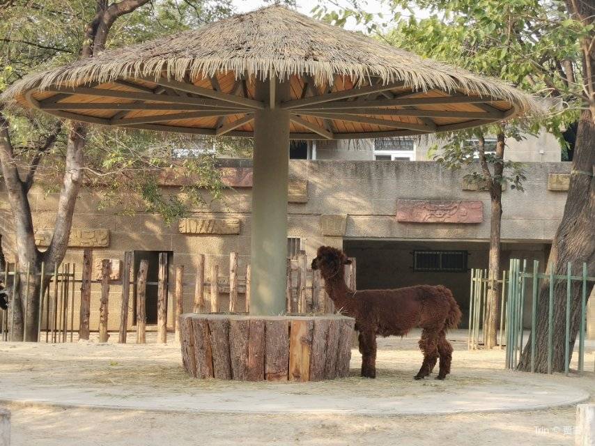 베이징 야생 동물원