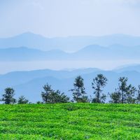 評論圖片 5