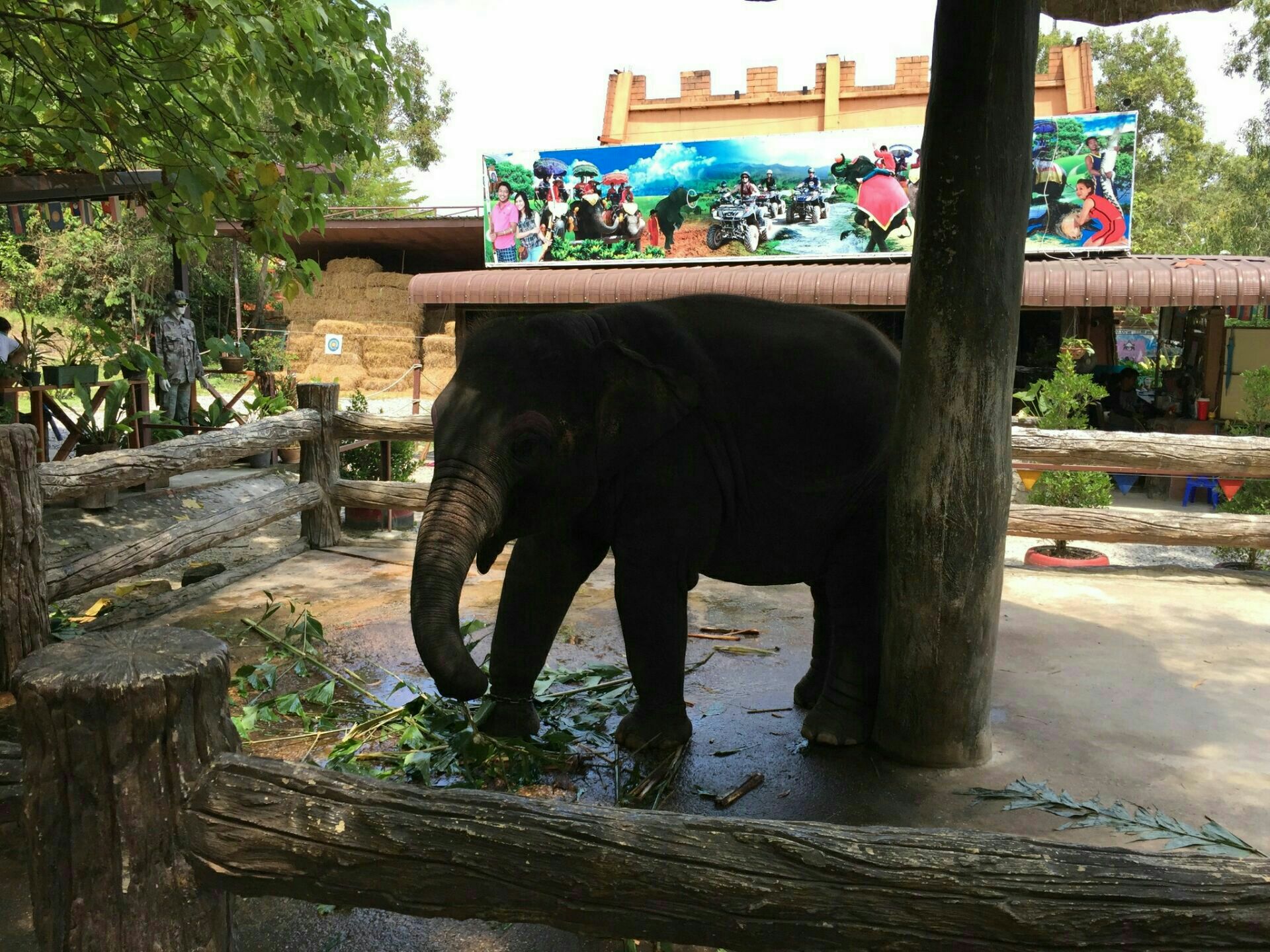 Chang Puak Elephant Camp Travel Guidebook Must Visit Attractions In Hat Yai Chang Puak Elephant Camp Nearby Recommendation Trip Com