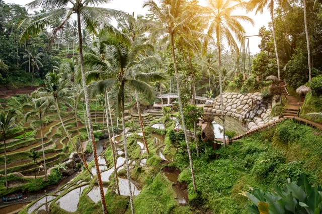 What To Do In Ubud With The Kids: 3 Easy Treks For The Family