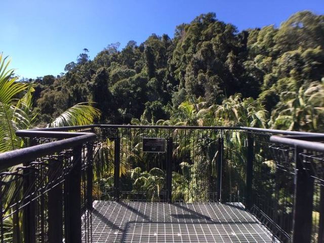 Tamborine Rainforest Skywalk