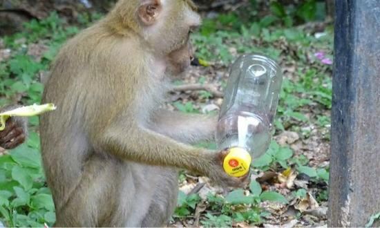 Monkey Hill
