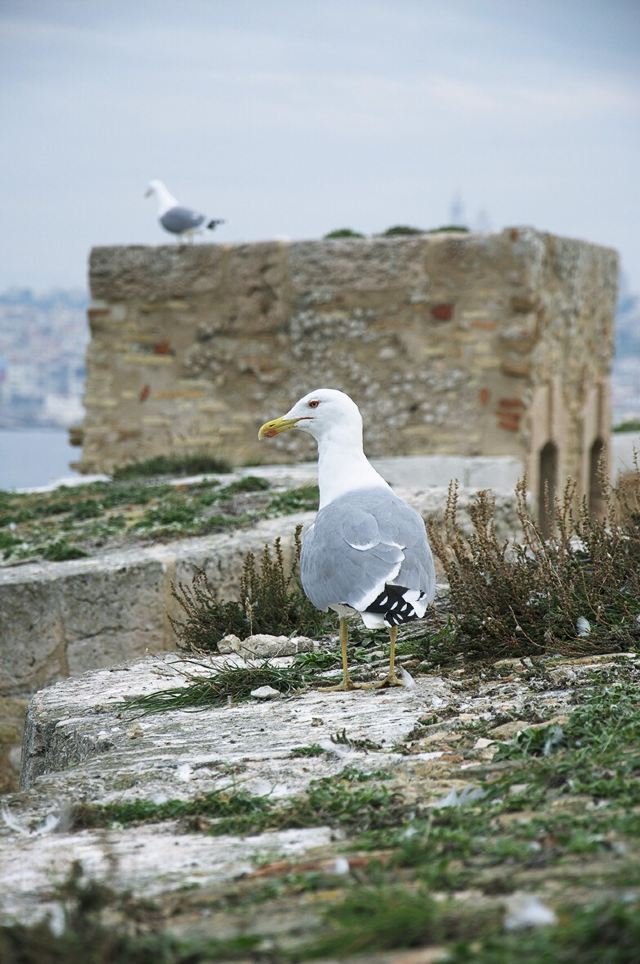 Chateau d'If