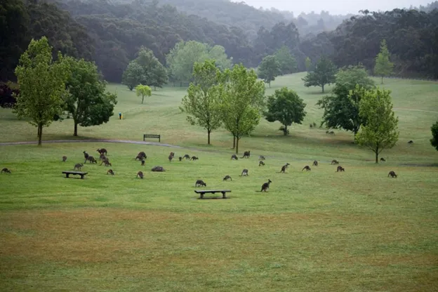 Dandenong Ranges: What to cover on your first day trip
