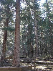 Mianyang Fenghuang Mountain Forest Park