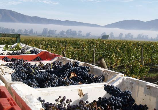 Loma Larga Vineyards & Winery