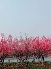 太和縣秀娟雪花黃梨原生態種植園