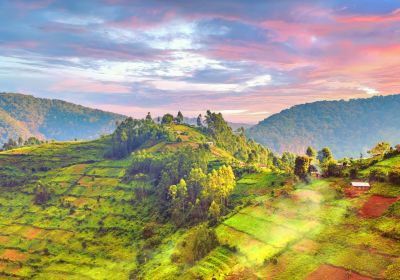 Forêt impénétrable de Bwindi