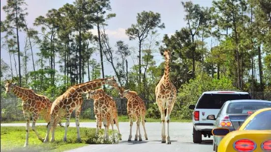 Lion Country Safari