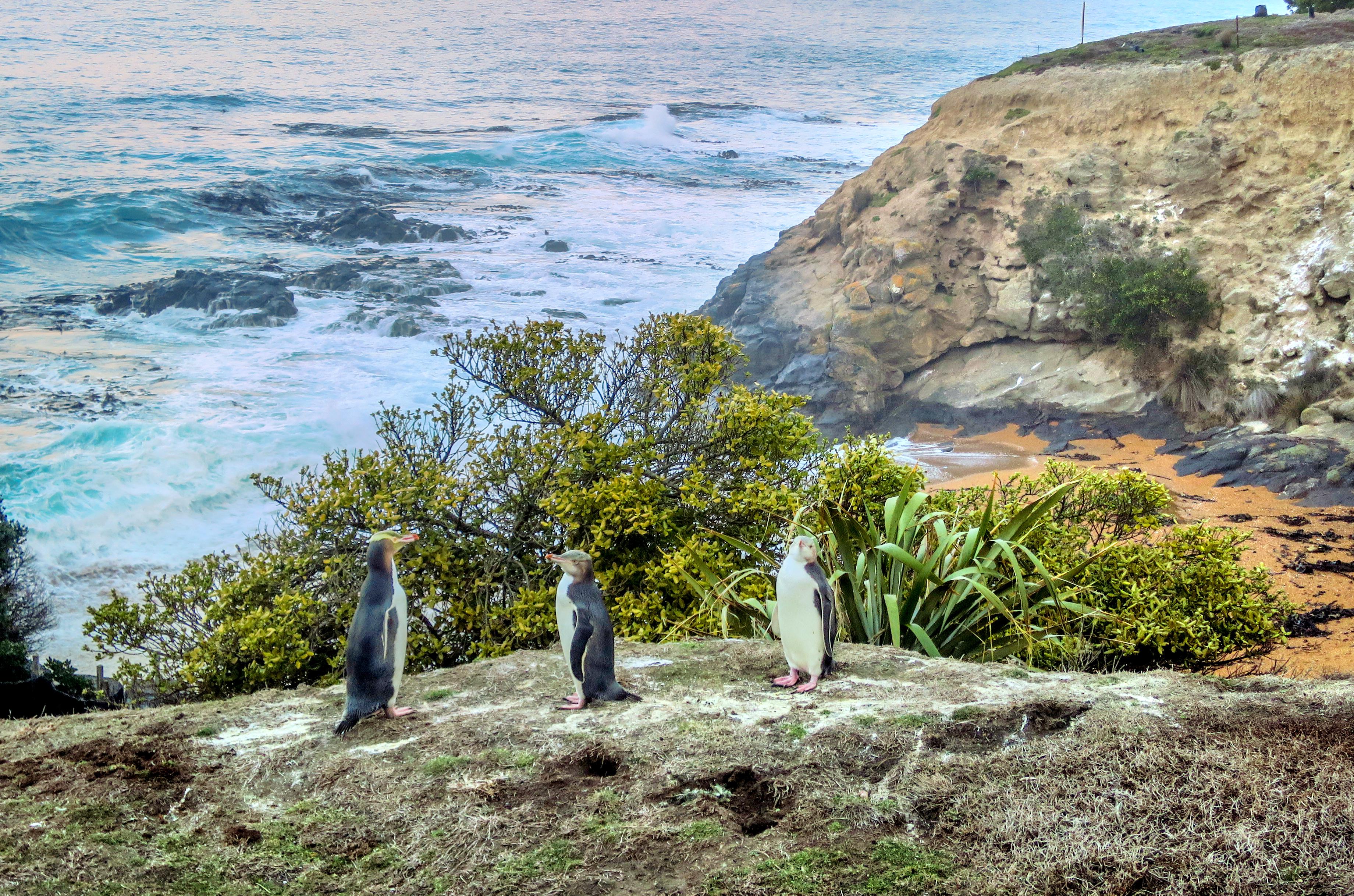 Oamaru Blue Penguin Colony