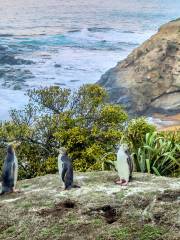 Oamaru Blue Penguin Colony