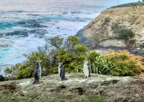 奧馬魯藍企鵝保護中心