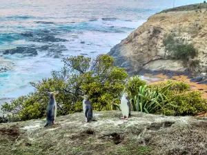 Oamaru blue penguin colony
