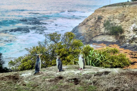 Oamaru Blue Penguin Colony