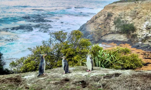 Oamaru Blue Penguin Colony