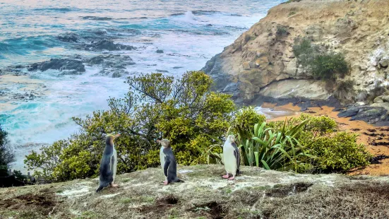 Oamaru Blue Penguin Colony