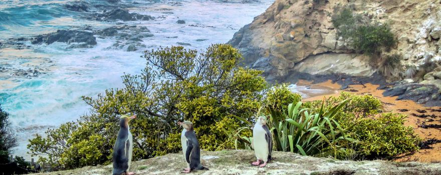 Oamaru Blue Penguin Colony