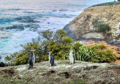 Oamaru blue penguin colony