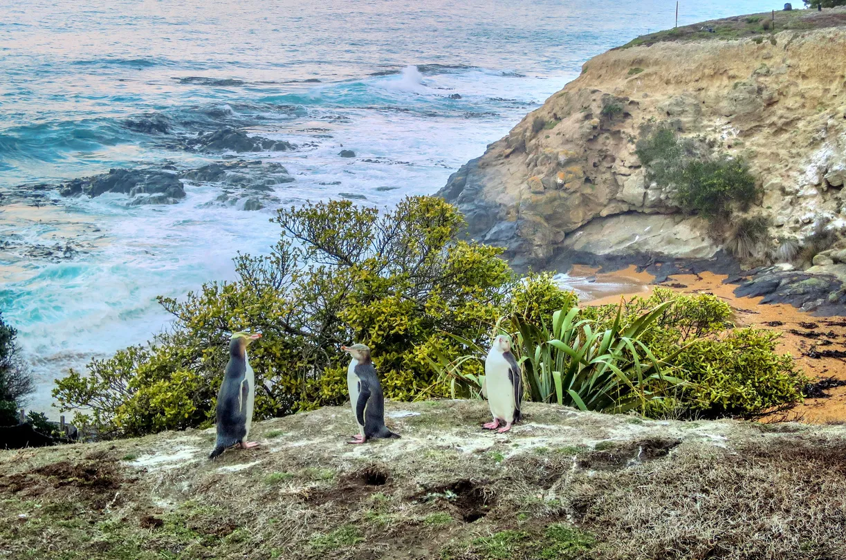 1_Oamaru Blue Penguin Colony