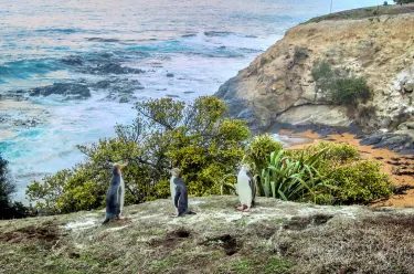Oamaru Blue Penguin Colony