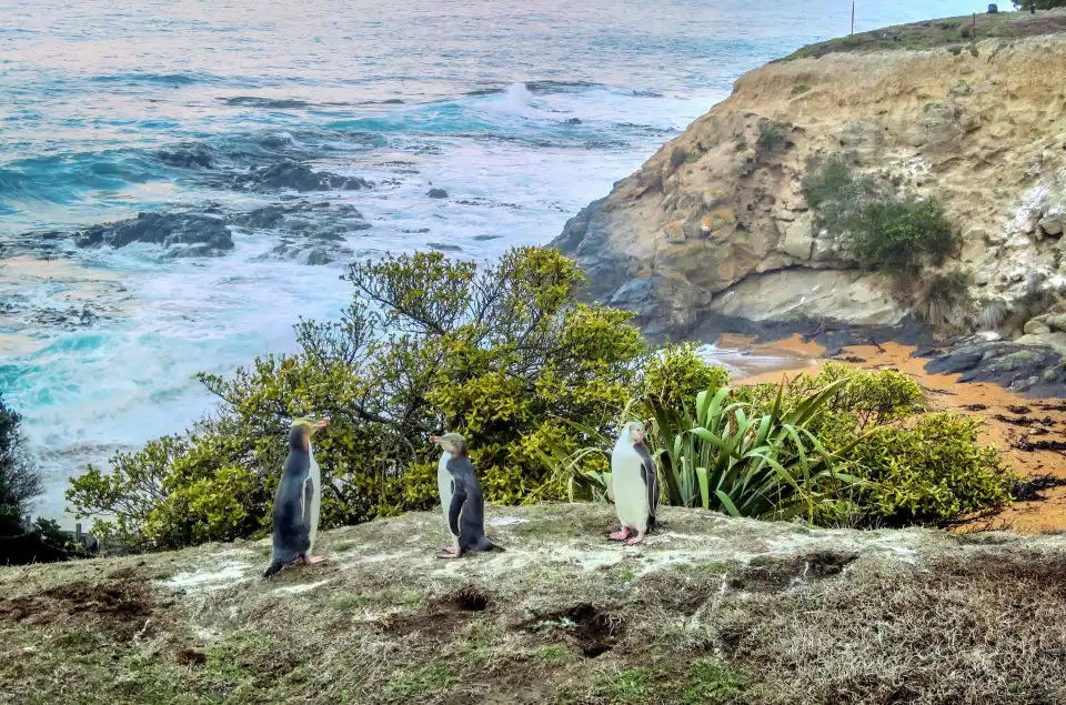 3_Ōamaru Penguins