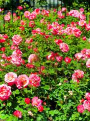 Guadalupe Gardens Heritage Rose Garden