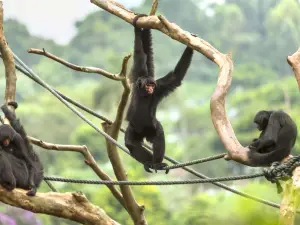 São Paulo Zoo