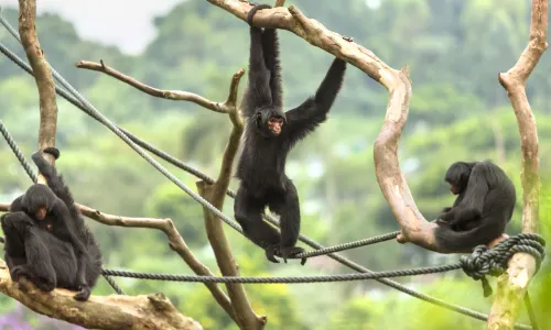 Sao Paulo Zoo