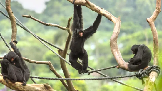 聖保羅動物園