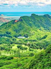 Nuuanu Valley Rain Forest