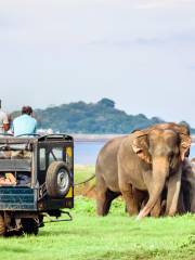 Minneriya National Park