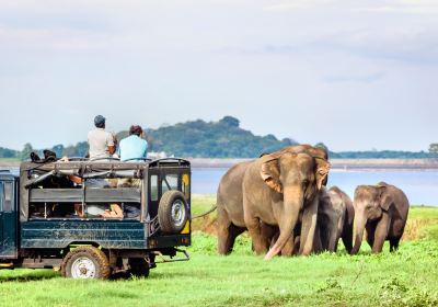 Minneriya National Park