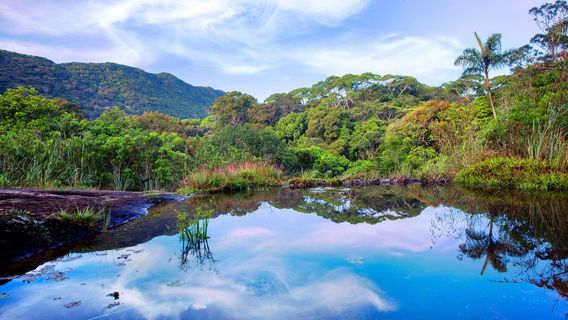 Sinharaja Forest Reserve