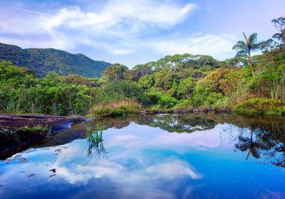 Sinharaja Forest