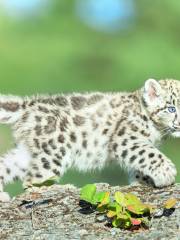 青島森林野生動物世界（青島・フォレストワイルドライフワールド）