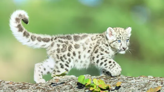 青島森林野生動物世界