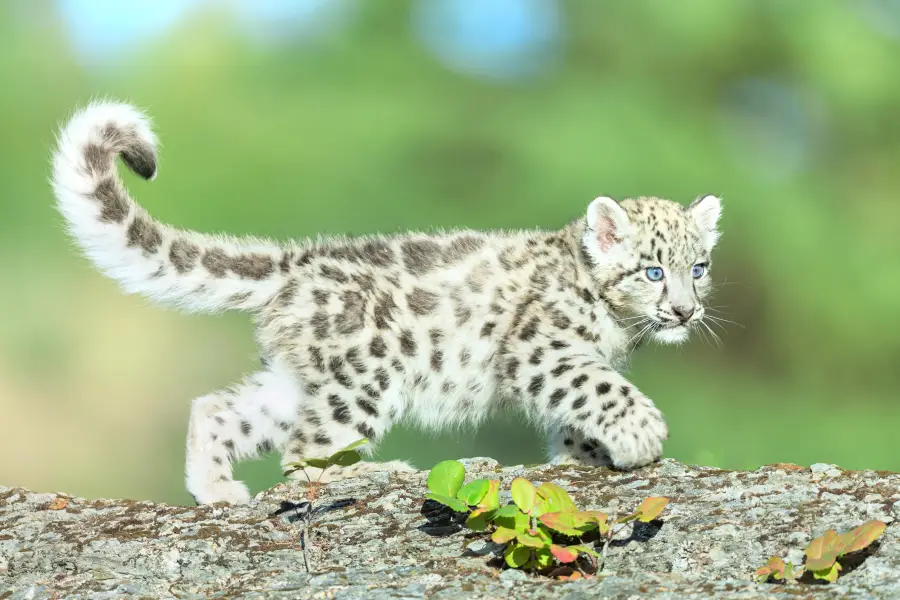 青島森林野生動物世界