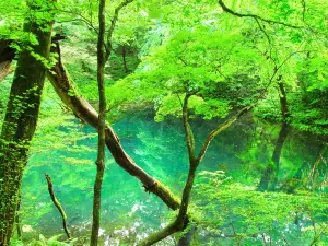 Lake Jūniko