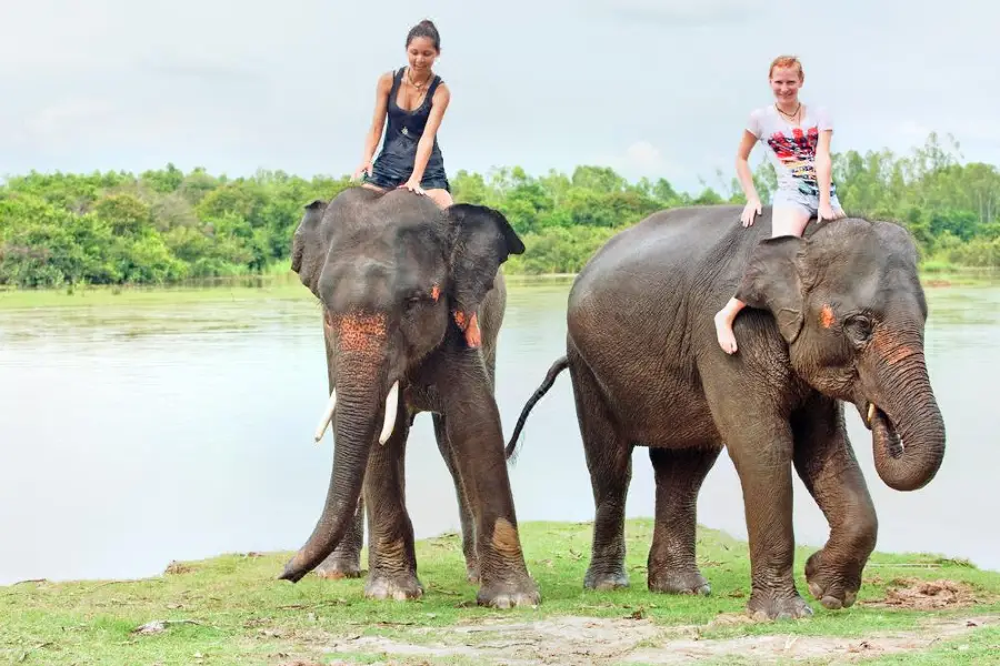 Phuket Elephant Ride